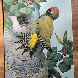 Cartolina con picchio verde, artista naturalista britannico Kenneth Lilly // Medici Studio NON UTILIZZATA: picchio che becca un buco nell'albero