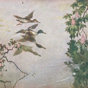 Ilustrador Vernon Ward, Cartão Postal do Artista Britânico, Nature’s Mirror // Medici Vintage Collectibles
