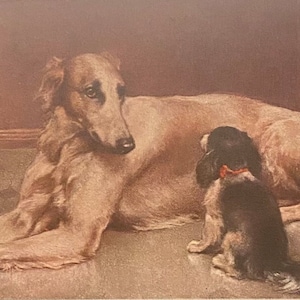 Chien Saluki avec King Charles Cavalier, carte postale des années 1910, publiée par M Munk Vienna