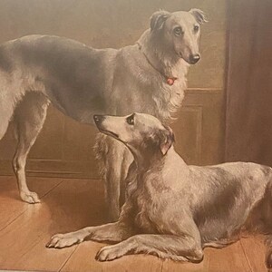 Carte postale Une paire de chiens saluki, signée C Reichert, impression artistique des années 1900, éditée et imprimée par TSN en Allemagne