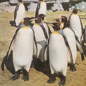 Penguins Postcard, Safe on the Ground, Antarctica