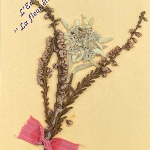 French Vintage Postcard, Edelweiss, Dried Flowers, Good Luck, 1950s Mid Century