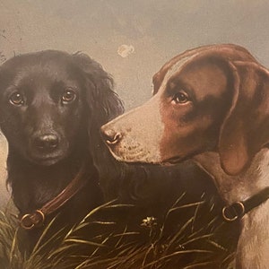 Carte postale Sporting Dogs, éditée par Raphael Tuck, série Oilette affranchie