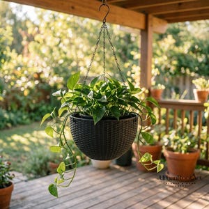 May include: A dark brown, round hanging planter with a woven texture, suspended by a metal chain and hook. The planter contains a lush, green pothos plant with trailing vines that spill over the sides of the container, creating a full appearance.