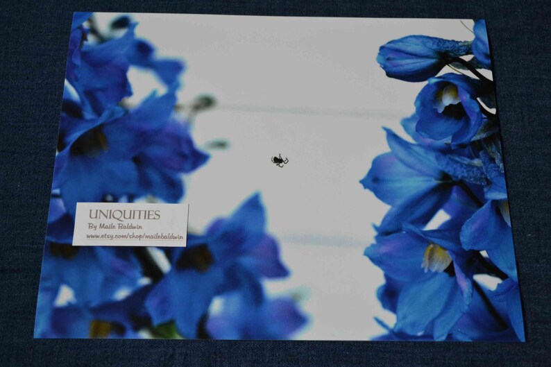 Spring Summer gift Halloween nature boys nursery flower insect Tiny Spider Between Blue Delphiniums Art Photograph 8 x 10 inch photo