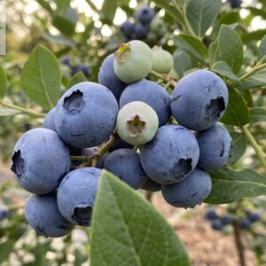 May include: A cluster of ripe, round, deep blue blueberries and a few unripe, pale green berries growing on a leafy shrub. The text Haqia Nursery is visible in the upper left corner, and a small truck icon with the text FREE DELIVERY is in the corner.