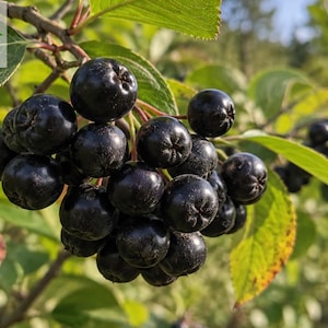 May include: A cluster of ripe, round, dark purple to black aronia berries hanging from a branch with green leaves. The berries have a smooth, slightly matte skin and are tightly packed together. The text Haqia Nursery is visible in the corner.