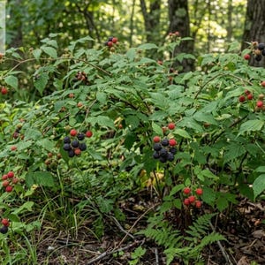 May include: A blackberry bush with green leaves and numerous clusters of berries in various stages of ripeness, ranging from small red berries to large, dark, textured black fruit, growing on thin, arching stems in a natural outdoor setting.
