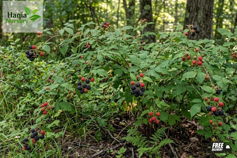 May include: A blackberry bush with green leaves and numerous clusters of berries in various stages of ripeness, ranging from small red berries to large, dark, textured black fruit, growing on thin, arching stems in a natural outdoor setting.