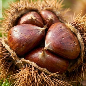 May include: A cluster of glossy, dark brown chestnuts nestled inside a spiky, tan-colored burr. The chestnuts have smooth, rounded surfaces with pointed tips. The outer husk is covered in numerous sharp, thin, needle-like spines radiating outward.