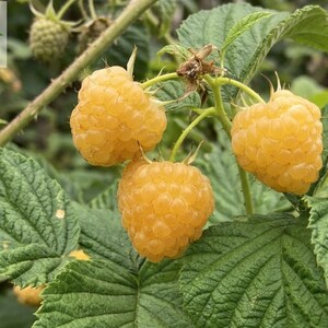 May include: Three ripe golden yellow raspberries hang from a green stem surrounded by textured green leaves. The text Haqia Nursery is visible in the upper left corner. The berries have a bumpy, segmented surface and a soft, rounded shape.