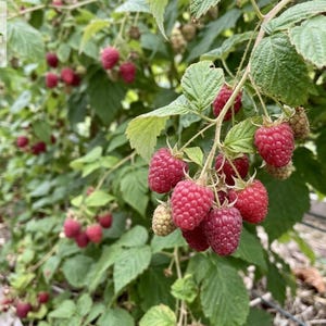 May include: A raspberry plant with clusters of ripe, textured red berries and green leaves. The text Haqia Nursery is visible in the upper left corner. The plant is supported by a wire trellis structure in an outdoor garden setting.