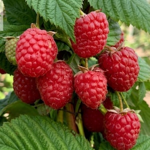 May include: A cluster of ripe, bright red raspberries hanging from a green leafy plant. The berries have a textured, bumpy surface and are surrounded by serrated green leaves. The text Haqia Nursery is visible in the upper left corner.