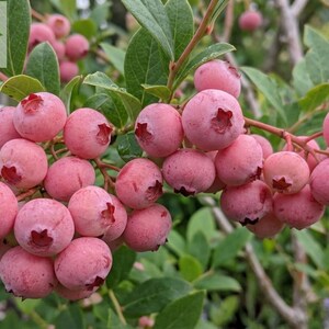 May include: A cluster of round, light pink blueberries growing on a green leafy shrub. The berries have a smooth skin and a small star-shaped calyx at the base. The plant features vibrant green leaves and thin woody stems in a natural outdoor setting.