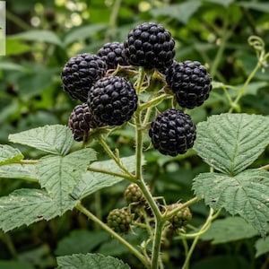 May include: A cluster of ripe, dark purple blackberries growing on a green stem with serrated leaves. The text Haqia Nursery is visible in the upper left corner, and the text FREE DELIVERY is visible in the lower right corner of the image.