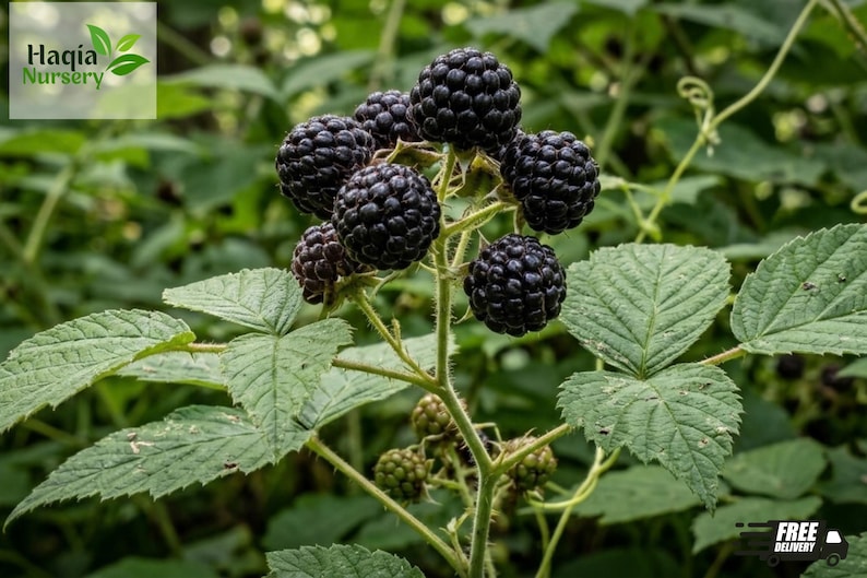 May include: A cluster of ripe, dark purple blackberries growing on a green stem with serrated leaves. The text Haqia Nursery is visible in the upper left corner, and the text FREE DELIVERY is visible in the lower right corner of the image.
