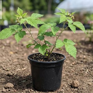 May include: A young raspberry plant with vibrant green, serrated leaves and thin, woody stems growing in a black plastic nursery pot filled with dark soil. The plant features several branches extending upwards, showcasing its natural foliage structure.