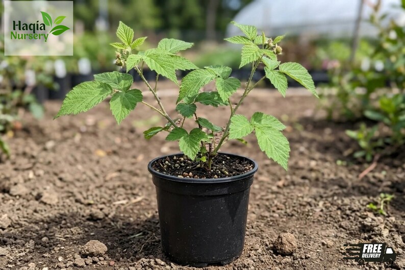 May include: A young raspberry plant with vibrant green, serrated leaves and thin, woody stems growing in a black plastic nursery pot filled with dark soil. The plant features several branches extending upwards, showcasing its natural foliage structure.