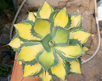 Agave Parryi Truncata 'Orizaba' - アガベ パリー トランカタ