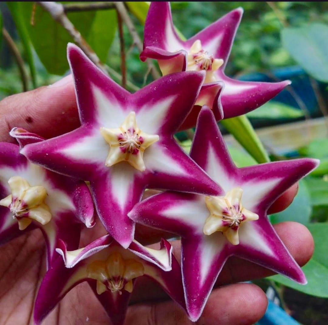 Hoya stenakei - Etsy 日本