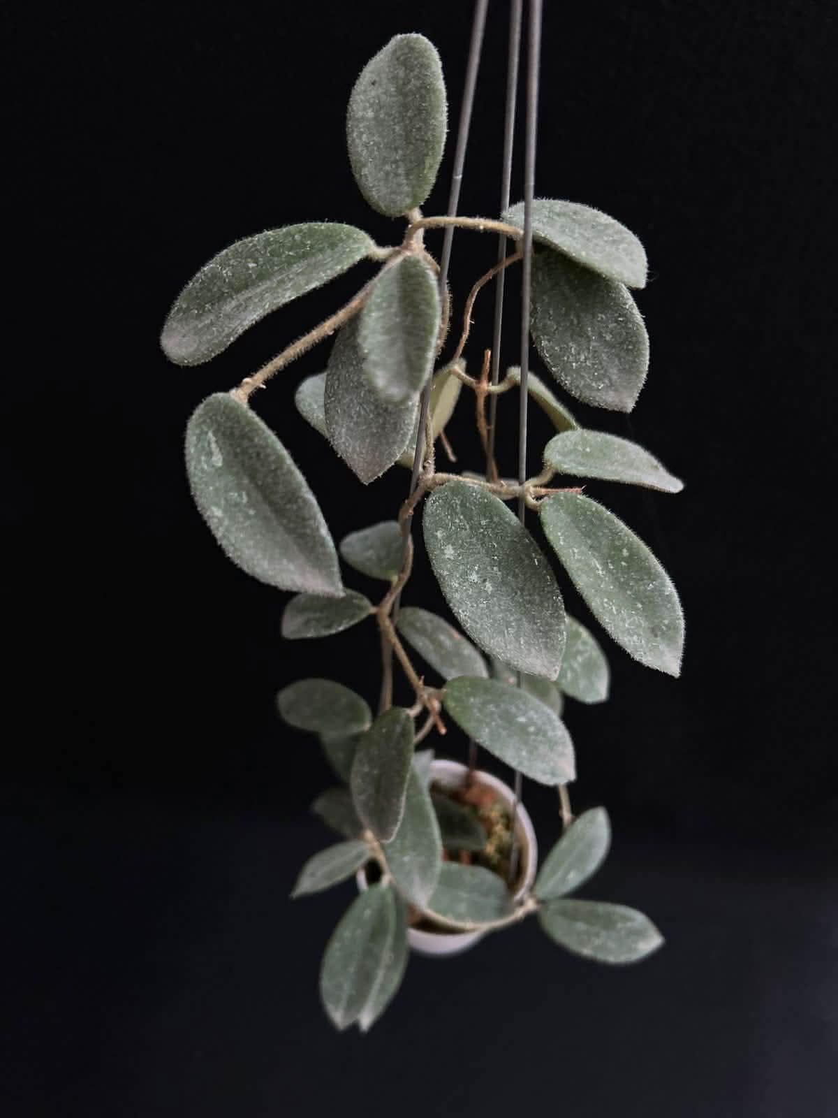 Hoya thomsonii - Etsy 日本