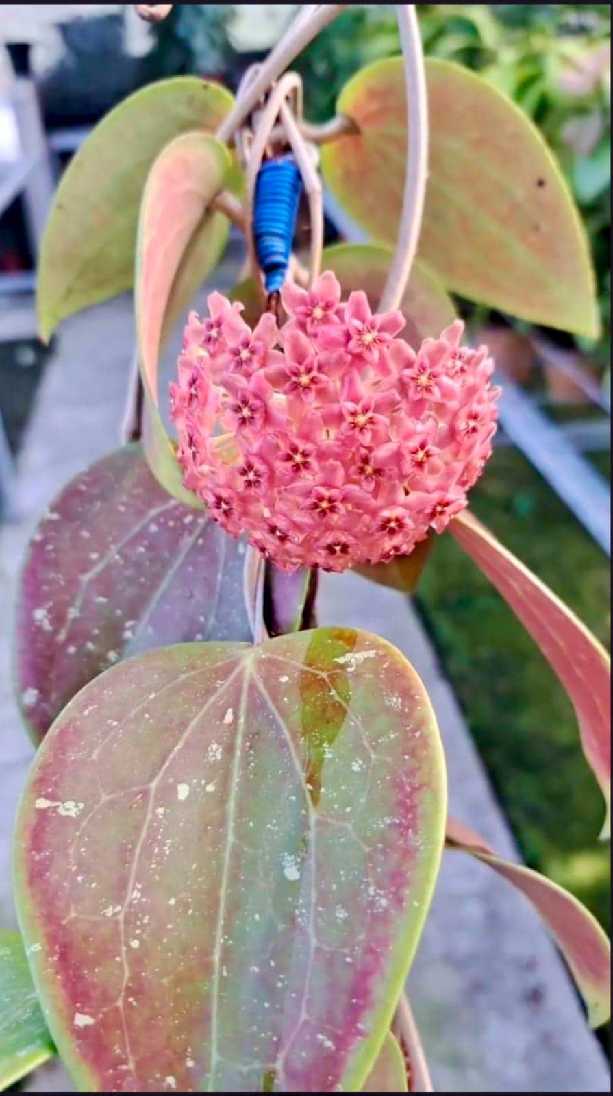 Hoya glabra - Etsy 日本