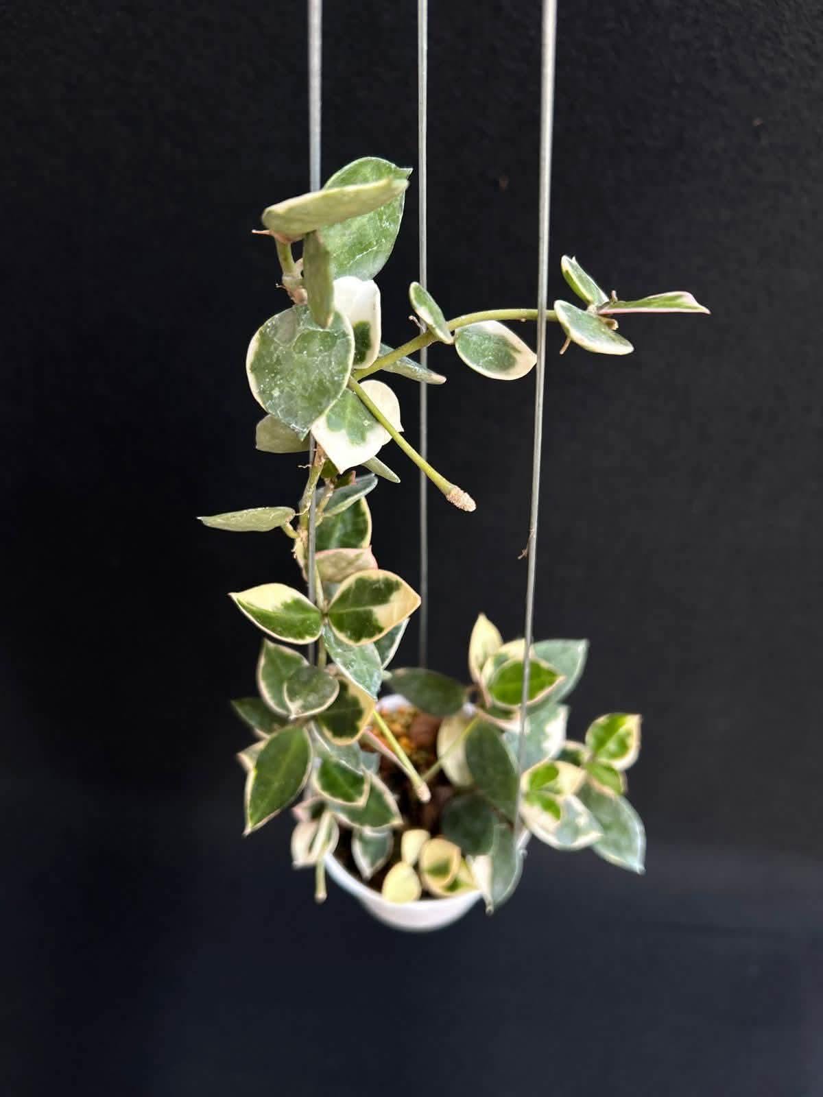 Hoya lacunosa silver - Etsy 日本