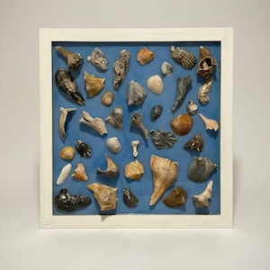 Può includere: Una composizione incorniciata di varie conchiglie e piccole pietre nei toni del beige, marrone e grigio. Gli oggetti sono disposti su uno sfondo blu all'interno di una cornice quadrata bianca, creando una disposizione decorativa.