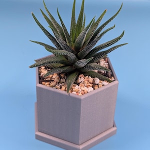 May include: A Haworthia succulent plant with dark green, pointed leaves speckled with white dots. The plant sits in a gray, geometric planter filled with small pebbles, on a matching saucer. The background is a solid light blue.