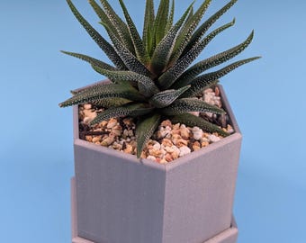 Geometric Hex Planter with Drainage Tray Set | 3D Printed Succulent Pot