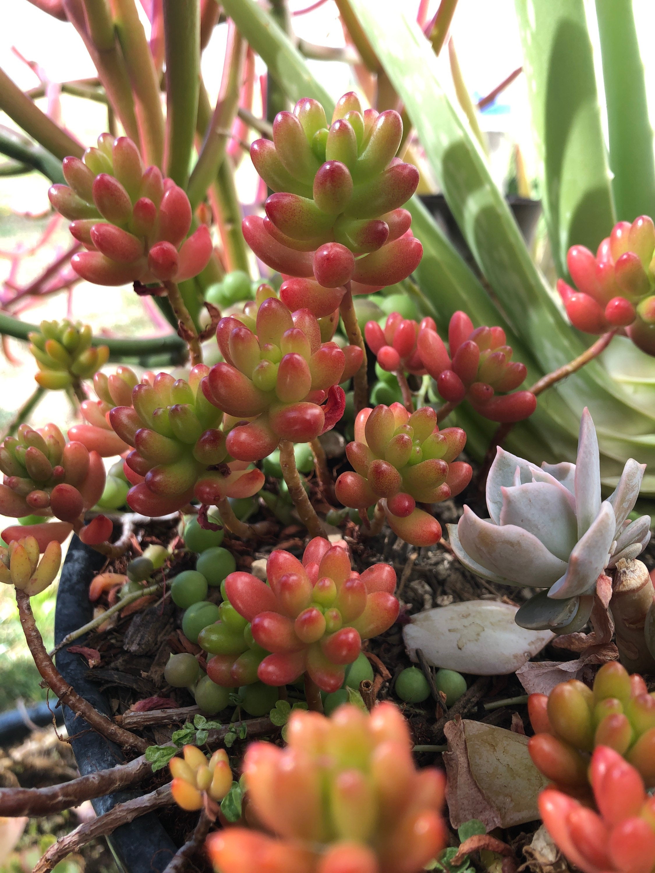 Jellybean Succulent Plant Pork and Beans Green Pink 5 Bare Etsy