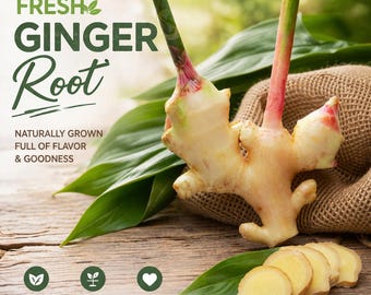 Verse biologische gemberwortelstokken – levende plantwortel, eetbaar geneeskrachtig kruid