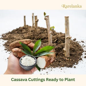 May include: Image of cassava cuttings ready to plant. The image shows several cassava roots, leaves, and a small bowl of cassava flour. The text "Cassava Cuttings Ready to Plant" is at the bottom of the image. The background includes soil and several cassava stems.