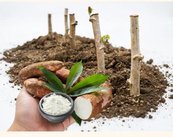 Maniok Stecklinge zum Pflanzen - Rarelanka - Maniok Stecklinge mit hohem Yield