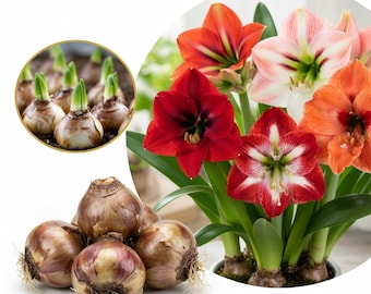 Amaryllis Lily Bulbs Mixed Colours - Ready to Bloom