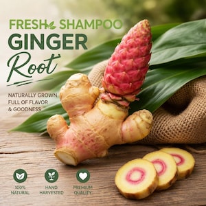 Op de afbeelding: Een close-up van verse gemberwortel en plakjes, met de tekst "FRESH SHAMPOO GINGER Root." De afbeelding bevat ook de tekst "NATURALLY GROWN FULL OF FLAVOR & GOODNESS." De afbeelding bevat ook pictogrammen met de tekst "100% NATURAL", "HAND HARVESTED" en "PREMIUM QUALITY."