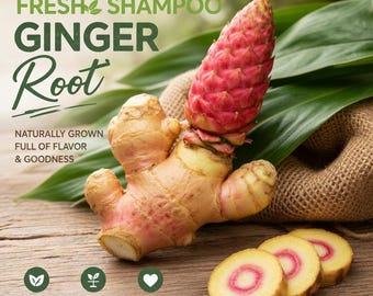 Champú de raíces de jengibre para plantar – Rizomas de Awapuhi, planta orgánica para el cabello