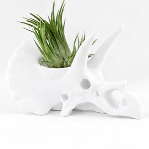 Könnte beinhalten: Ein weißer Keramik-Triceratops-Schädel-Pflanztopf mit einer grünen Luftpflanze. Der Pflanztopf hat ein detailliertes Design mit Hörnern und Augenhöhlen. Die Luftpflanze hat lange, dünne grüne Blätter. Ein einzigartiges Dekorationsstück.