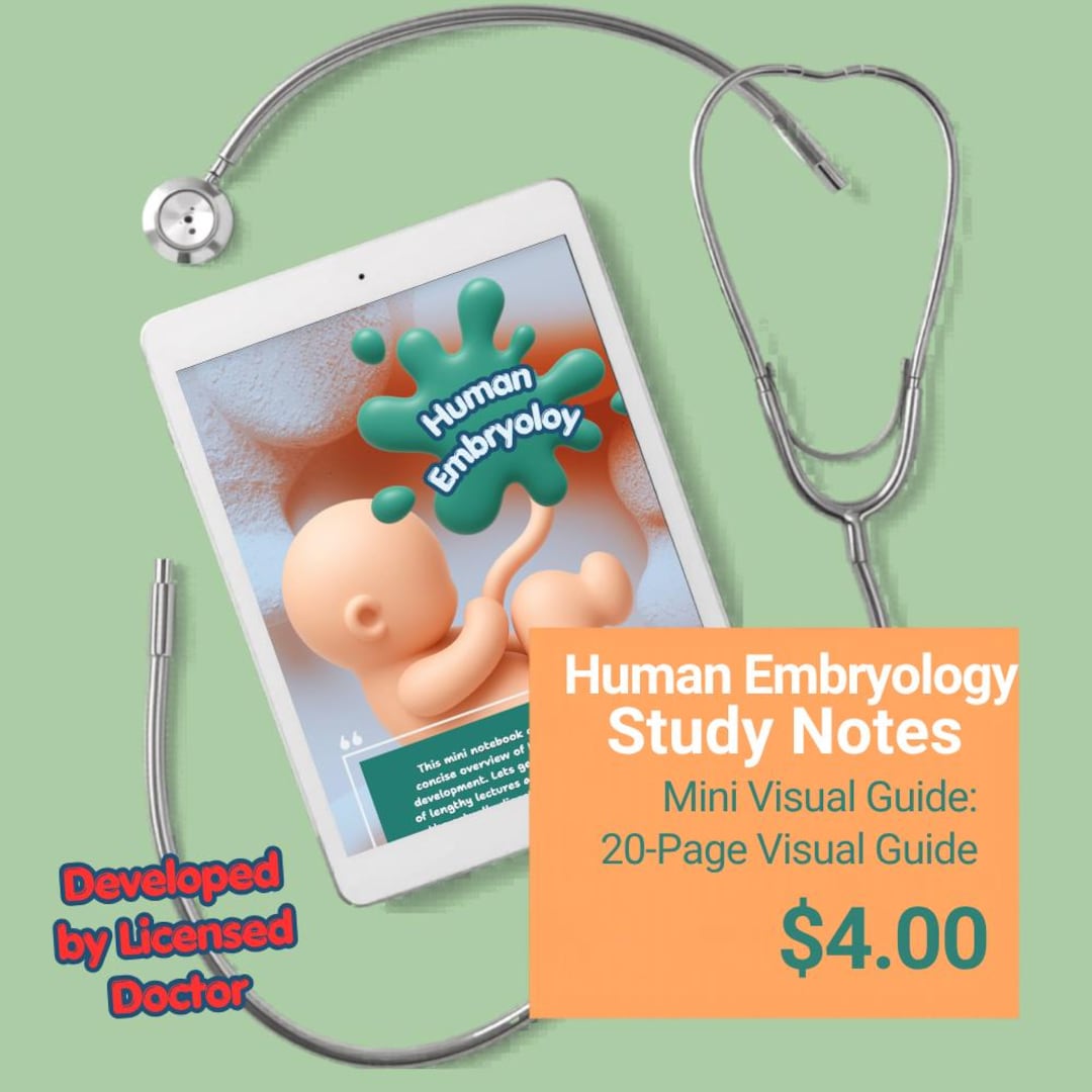 Human Embryology Study Notes | Prenatal Development Visual Guide (PDF ...