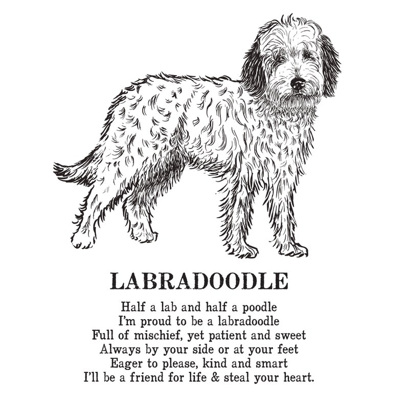 Labradoodle Print Illustrated Poem - Etsy