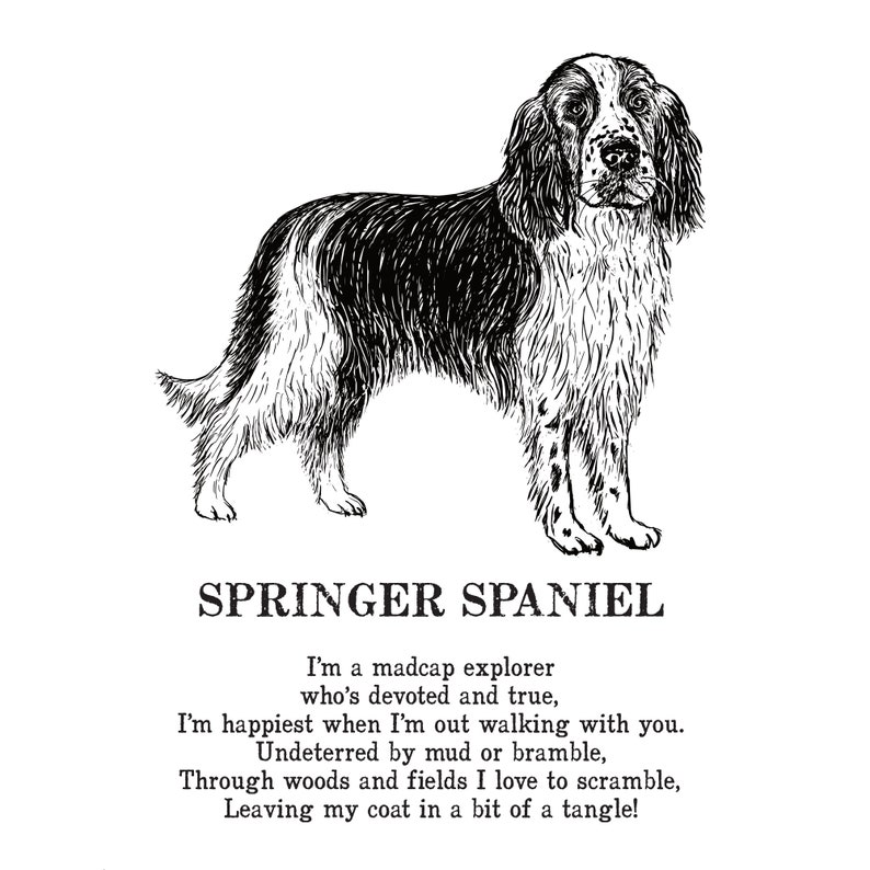 Springer Spaniel Print Illustrated Poem