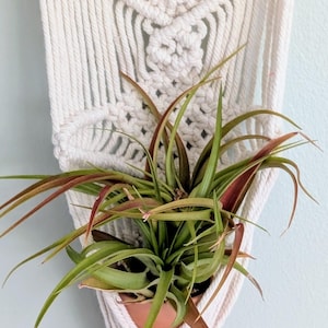 May include: Cream-colored macrame plant hanger with a potted plant. The plant has long, green and reddish-brown leaves. The macrame design features intricate knots and a tassel at the bottom. The background is a light blue wall.