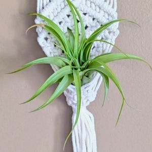Macrame Air Plant Holder | Boho Wall Hanging, Minimalist Indoor Decor, Cotton Cord, 2-inch Ring