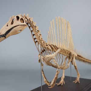 Può includere: Un dettagliato modello di scheletro di dinosauro Spinosaurus color bianco sporco, caratterizzato da una vela dorsale prominente, un cranio allungato con denti affilati e una lunga coda. La struttura è montata su sottili supporti.