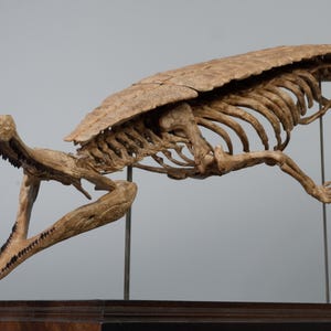 May include: A tan-coloured fossilised skeleton of a reptile with a long, narrow snout and sharp teeth, mounted on thin metal rods. The skeleton features a prominent shell-like structure over the rib cage and is displayed on a dark wooden base.