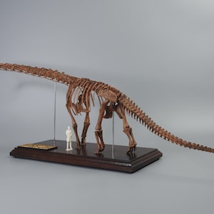 May include: A brown dinosaur skeleton model mounted on a dark rectangular wooden base. The model features a long neck and tail, supported by thin metal rods. A small white human figurine stands beneath the ribcage for scale, next to a plaque.