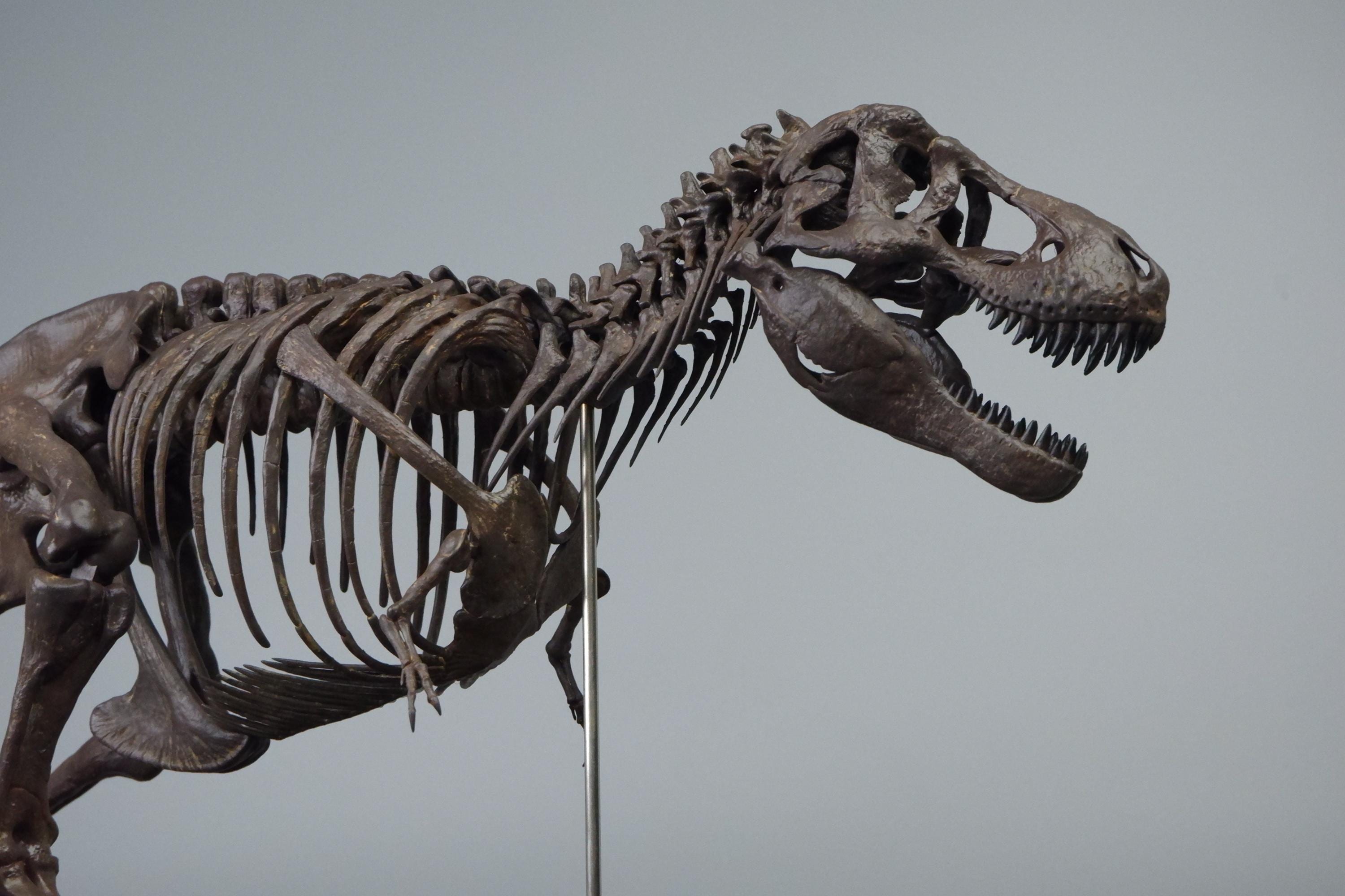Jurassic world scorpius rex - Etsy 日本