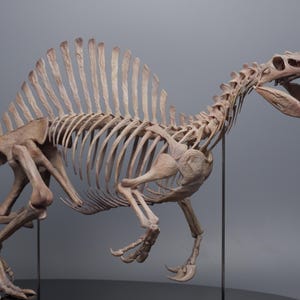 Könnte beinhalten: Ein beigefarbenes Spinosaurus-Dinosaurierskelett-Modell mit einem markanten Rückensegel, einem länglichen Schädel mit scharfen Zähnen und einem langen Schwanz. Die Skelettstruktur ist auf dünnen schwarzen Metallstützen montiert.
