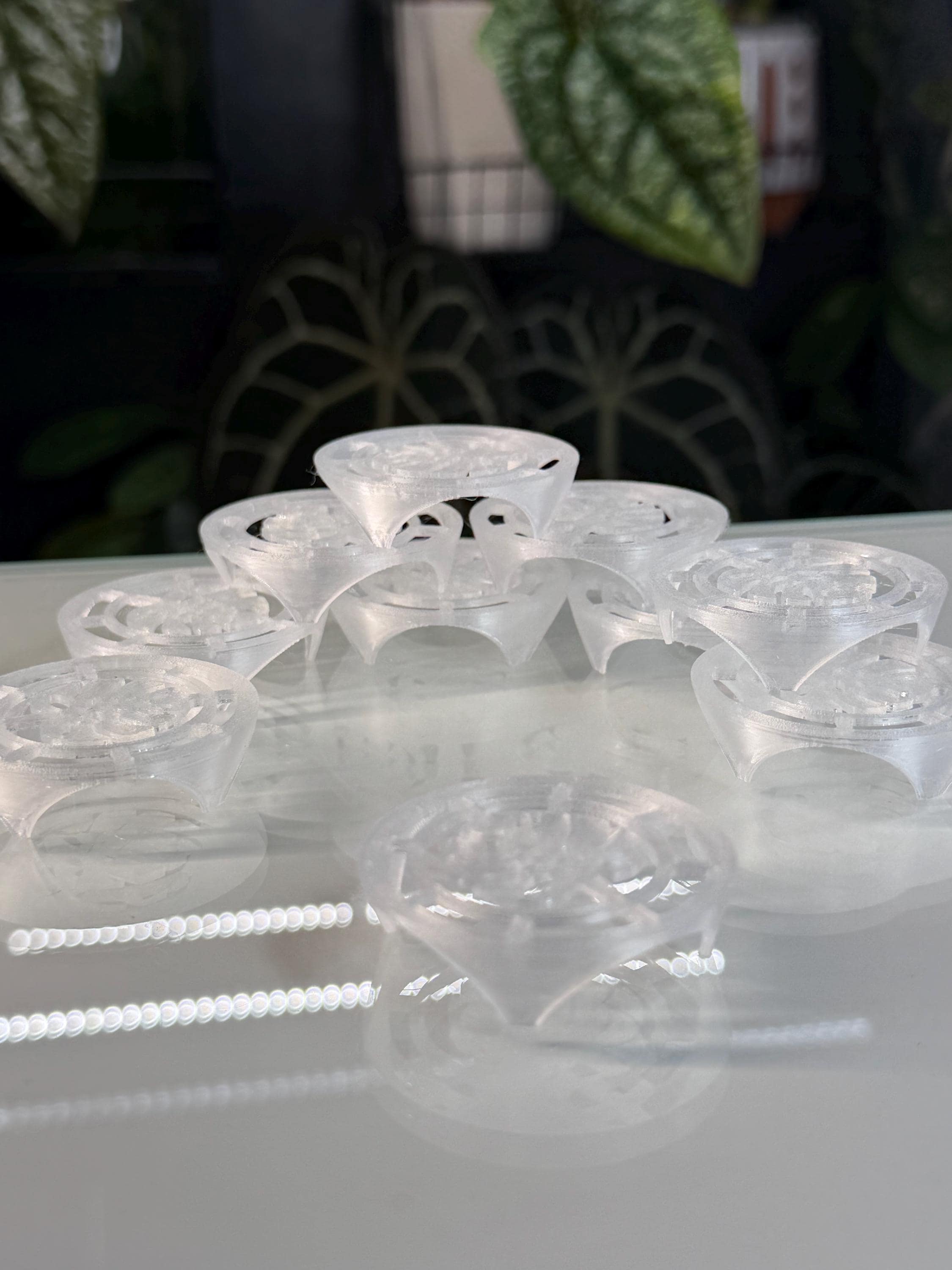 Corm Riser Corm Risers (x10) | Clear Alocasia Corms Propagation Disks - Etsy