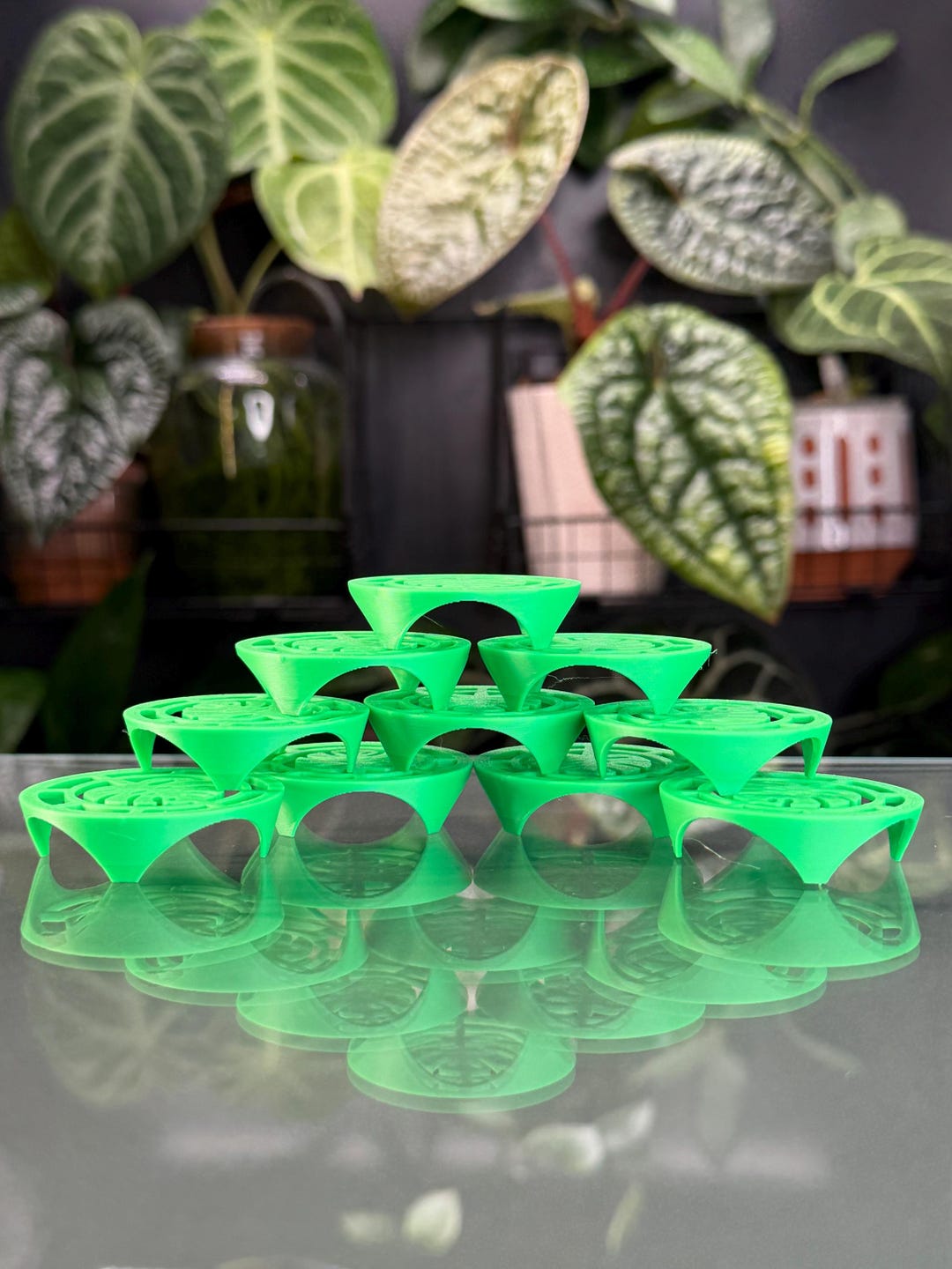 Corm Riser Corm Risers (x10) | Green Alocasia Corms Propagation Disks - Etsy